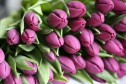 tulipany.jpg